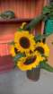 wp_20160820_14_33_28_rich_small.jpg