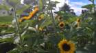 wp_20160820_14_35_12_rich_small.jpg