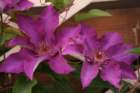 juni08064_small.jpg