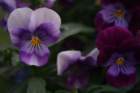 juni08070_small.jpg