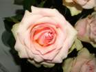 vinter200736_small.jpg