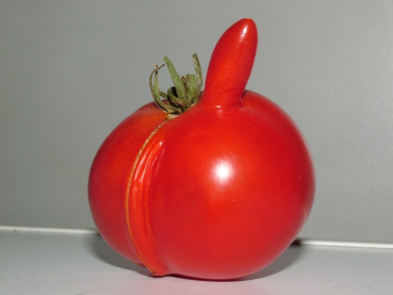 tomat007.jpg